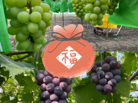 【数量限定】ぶどうお楽しみ福袋セット1.8キロ以上（シャインマスカット1キロ以上お約束‼︎）