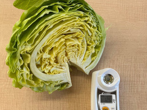 【期間限定】【旬】甘さが凝縮！寒締めキャベツ６玉（１玉約700g～1000ｇ）　※段ボール発送 ✨信州の環境にやさしい農産物認証