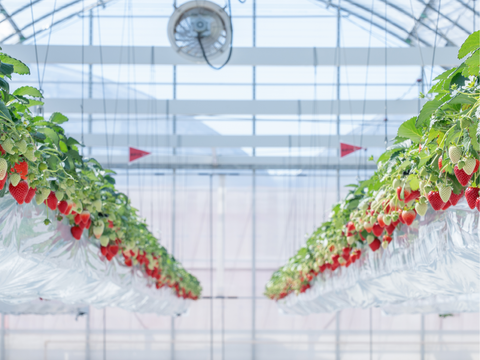 あまりんジャム　105g×3個入り