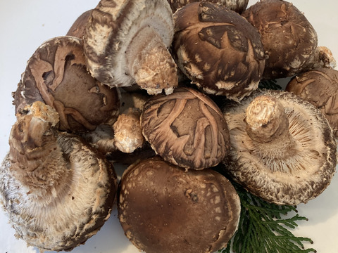 【人気品種115/山のアワビ】原木生しいたけ 約900g 原木椎茸