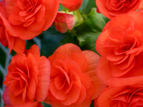 【贈答用】鮮やかなオレンジ色のベゴニア！エラチオールベゴニア【バティーク】4.5寸