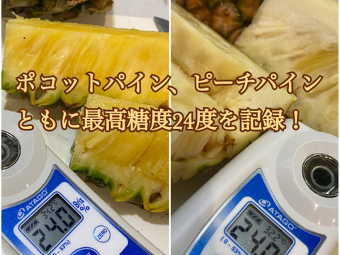 【石垣島直送】手でポコットちぎっても食べらる。濃厚ポコットパイン 5kg（５〜7玉）｜前花パイン農園（沖縄県石垣島産パイナップル）