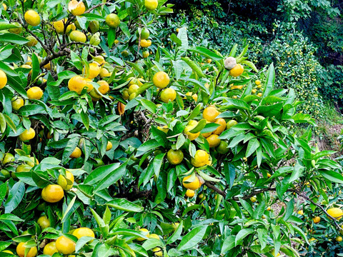 広島県大長産　【極早生みかん】『日南』（5kg）