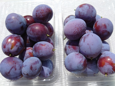 フレッシュ 生プルーン！「サンプルーン」500gｘ2p 秋田県産