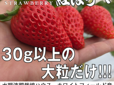 「べにほっぺ」30ｇ以上の大粒のみ800g【クール便】