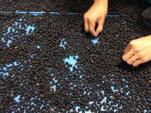 【自然栽培】B品 丹波黒大豆450g★農薬肥料不使用の兵庫県産黒豆 令和６年産
