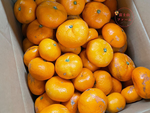 【約4.5キロ箱込 訳ありみかん】 寿太郎みかん 西浦みかん 訳あり 自宅用 静岡産 【3月下旬までの季節限定品！】