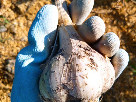 農薬化学肥料不使用】里山の平戸ニンニク 昔ながらの自然乾燥 1kg