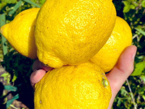 The citrus【LEMON】熱海レモン 約1kg