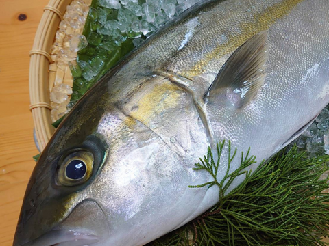 全国2位の生産量！愛媛で最も盛んなエリア蒋淵産！養殖カンパチ(1尾/箱)