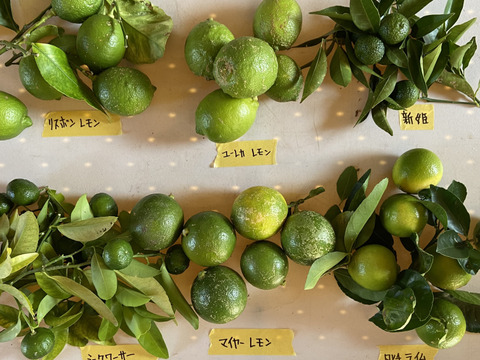 香酸柑橘6種食べ比べSET