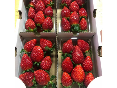 【食べ比べ】茨城県産いちご 2パック×１箱【いばらキッス・ひたち姫】