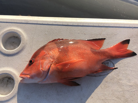 【活き締め】天然千年鯛　センネンダイ 1〜1.5kg