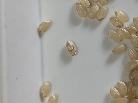 【新米】R7年産　秋田県産あきたこまち　白米10kg