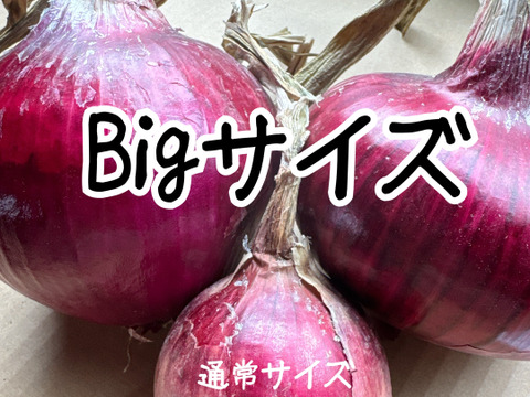 赤玉ねぎBIGなサイズ‼️吊るして保存できるようにお届け‼️赤玉ねぎ5キロ入‼️