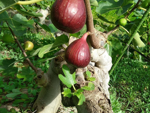 【農薬・化学肥料不使用】いちじく（約1．4kg）16～24粒