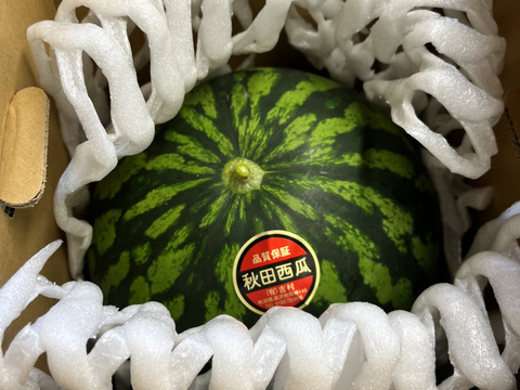夏丸スイカ 大玉【 1玉入り 】6kg以上 家庭用から贈答可能 秋田県産 スイカ お盆 フレッシュスイカ 夏の風物詩 ギフト お中元 夏丸 暑中見舞い 美味しい 甘い スイカ  糖度14