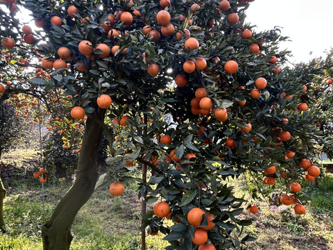 完熟タンカン（贈答用5kg）