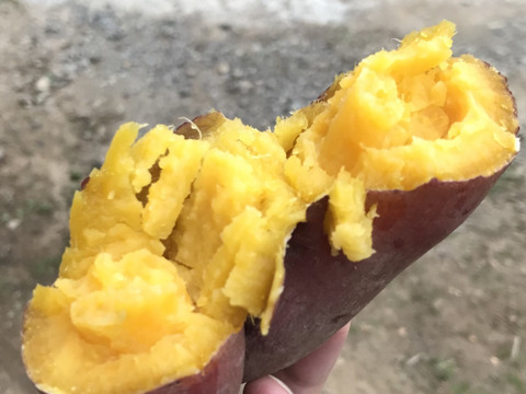 【農薬化学肥料不使用】さつまいも（シルクスイート）２キロ