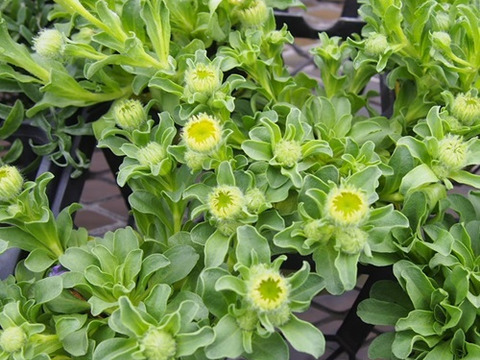 2個セット エリゲロン グラウクス アルブス グランドカバー  ホワイトガーデン イングリッシュガーデン 花苗 多年草 宿根草