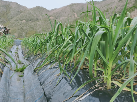 農薬未使用 平戸にんにくMサイズ1kg