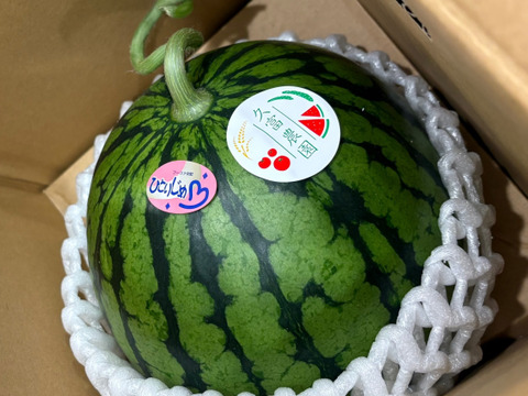 【毎年大人気】熊本県植木産スイカ！小玉スイカ（ひとりじめ）1.9kg~2.5kg