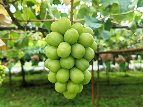 【プレミアム贈答】ナガノパープルとシャインマスカット （450g以上、合計２房 約950g）長野県認証/特別栽培同基準（信州の環境にやさしい農産物認証50）