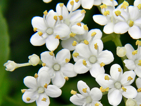 【初夏限定】手摘み生エルダーフラワー 100g｜自然栽培｜手作りコーディアル・シロップ・加工料理用　ご予約受付　発送5月下旬以降　短い季節だけの数量限定のお届け　初めて仕込む方にちょうどよい量です