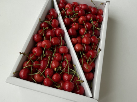 【小夏】🍒１キロ✖️２箱🍒【ジャムやさくらんぼ酒にもどうぞ】【しっかりとした酸味】【うちのフルーツの中で一番最初に収穫】【さくらんぼ】【レア品種✨】6/9まで