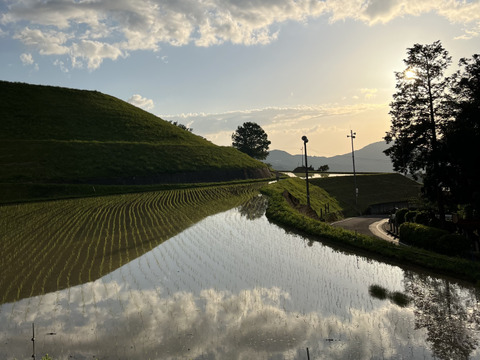 【R7年産】生活排水なしの一番水　自然栽培窪野米イセヒカリ 10㎏【玄米】