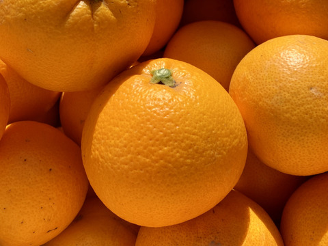 大三島のネーブルオレンジ （ご家庭用・5キロ箱）