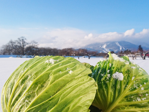 甘い！雪下キャベツ　5ｋｇ（2-4玉）