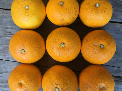 小玉【自然栽培の木成り八朔】5kg（箱込）和歌山県産