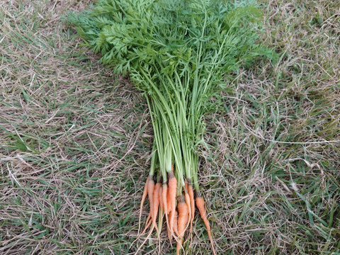 自然栽培　農薬不使用　無肥料　固定種  人参葉 品種 自然農法 にんじん葉つき1キロ60サイズ