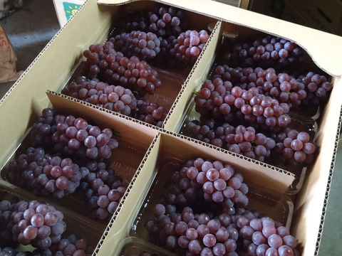 ペンギンさん用4箱。生産量日本一『山形高畠産デラウェア』（6房〜8房）