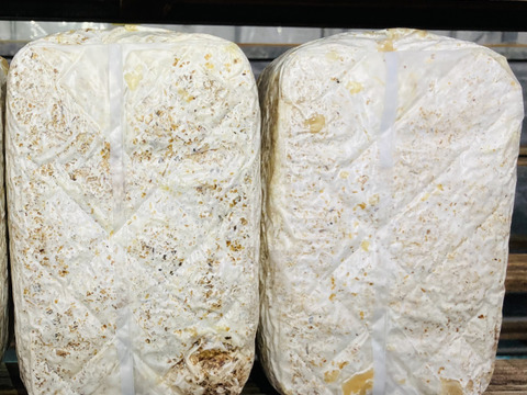 【大人の自由研究】【6月5日までの限定販売】『高知県産きくらげ栽培用の菌床ブロック×2個』簡単な育て方リーフレット付 ※商品到着後1週間以内に切込みを入れ栽培できる方