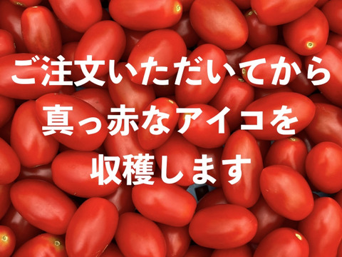 真っ赤に熟した完熟収穫！ミニトマト『アイコ』（バラ１kg）