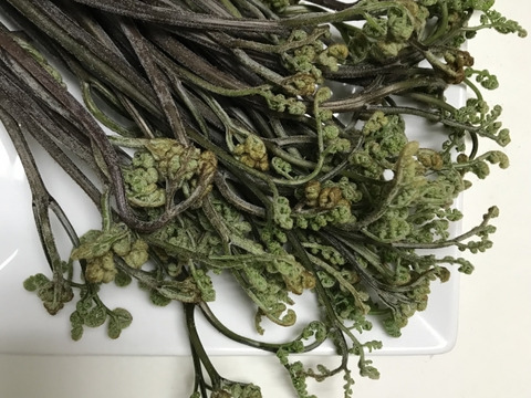 【妙高の自然たっぷり】春の山菜セット 60サイズにいっぱい （500グラム程度）