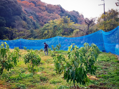 希少いちじく茶＆ドライフルーツセット【農薬・砂糖・添加物不使用】【全国一律送料】