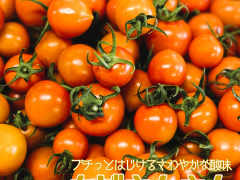 母の日ギフト｜ポモ・ロッサ　陽だまりセレクション｜赤とオレンジ、2種のフルーツトマト食べ比べギフト24粒入り