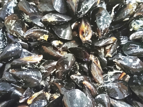 急速冷凍出荷 食用ムール貝４ｋｇ（約180個）スープベース★ムラサキイガイ ★格安ですが訳あり（要説明確認）大中小コミコミサイズ 出汁に、パスタに 加熱調理用【2kg入り×2袋】