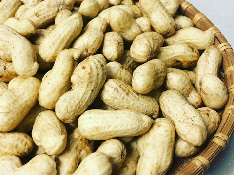 宅配 生落花生「おおまさり」 茹で専用品種 500g：千葉県産の米 その他
