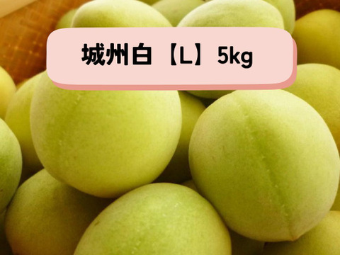 ＊予約販売【青梅】京都青谷産「城州白」(5kg, L)　香りの良さが光る青梅