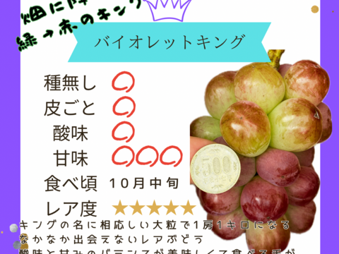 食べ比べ♡マイハート♡バイオレットキング♡つぶつぶパック1キロ♡山形県産ぶどう