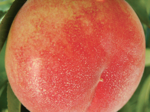 【超特価】１.２ｋｇ（５~６個位）Ｘ２箱　「あかつき」８月１０日販売終了