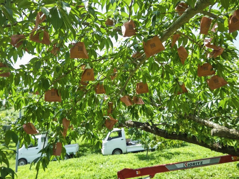 甘くてジューシー！飛騨桃源郷の桃(5kg)
　　自家用  白鳳