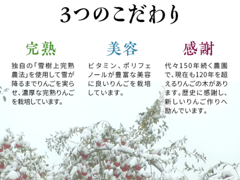 青森県弘前市産りんご 「大人気」「夢のコラボ」蜜入り糖度１３%以上 家庭用雪完熟葉とらずサンふじ、王林ミックス約３kg１２個入り