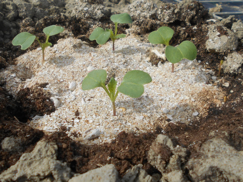 鏡水の伝統野菜 島大根（1本約2.5kg）