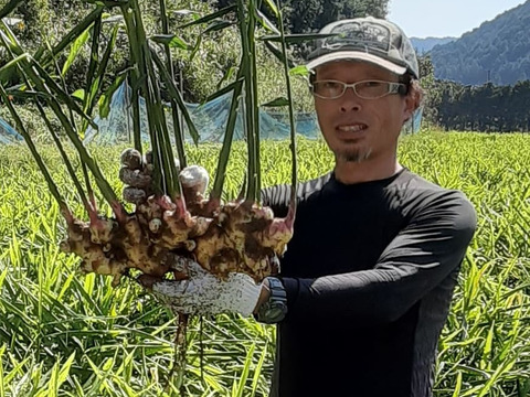 四万十町産 R3 10月収穫 洗い土佐一生姜1kgと里芋1kgセット 高知県産 食べチョク 農家 漁師の産直ネット通販 旬の食材を生産者直送