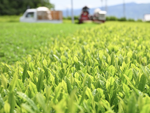 【農家直送】『中級煎茶』100g 静岡沼津産 豊かな香りで美味しい